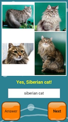 Cats Quiz Online截图4