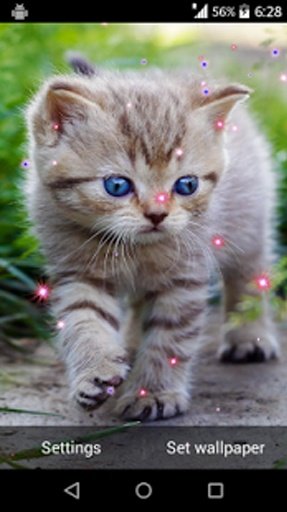 Cute Cat Live Wallpaper截图6