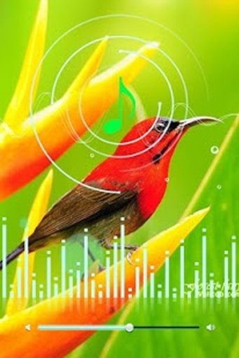 Birds Sounds Ringtone截图3