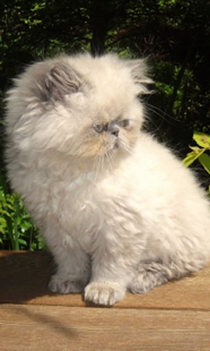 Adorable Himalayan Kitty LWP截图7