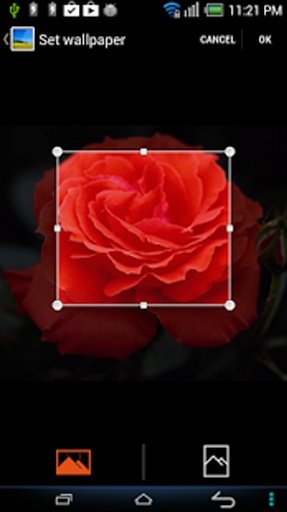 Rose Flower Wallpapers截图5