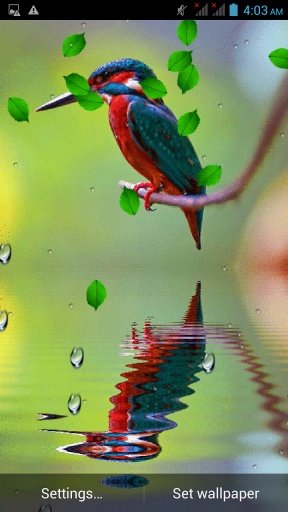 Bird Reflection Live Wallpaper截图5