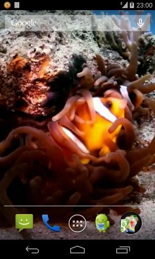 Clown Fish Video LWP截图3