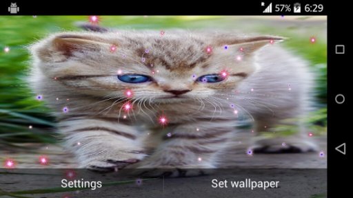 Cute Cat Live Wallpaper截图2