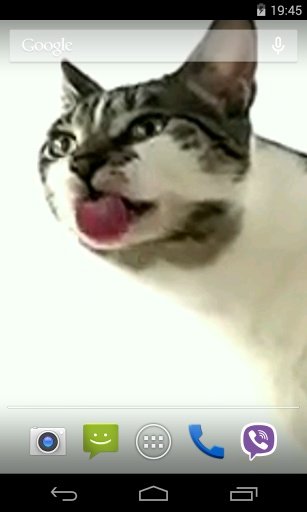 Cat licks glass Video LWP截图3