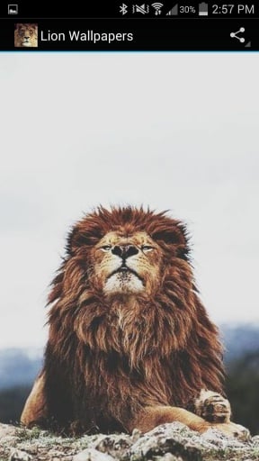 Lion Wallpapers截图5