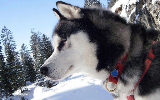 Husky Live Wallpaper截图3