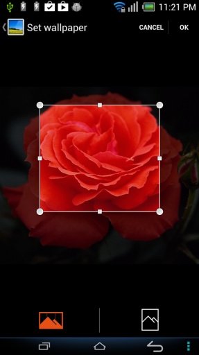 Rose Flower Wallpapers截图2