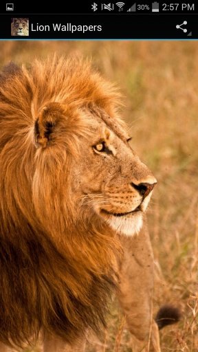 Lion Wallpapers截图2