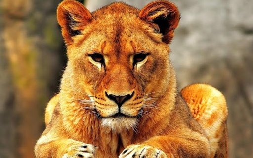 Lion - Kids Puzzle截图5