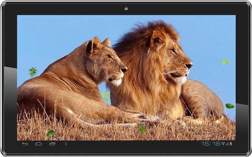 Lions Wild HD live wallpaper截图1