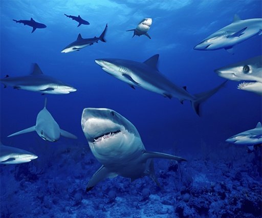 Shark Live Wallpaper截图3