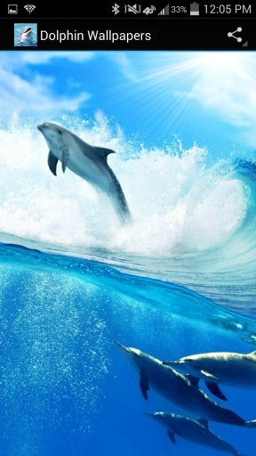 Dolphin Wallpapers截图4