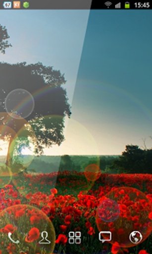 Red Poppies Free Wallpaper截图5