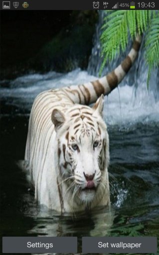 White Tiger Real Water Touch截图4