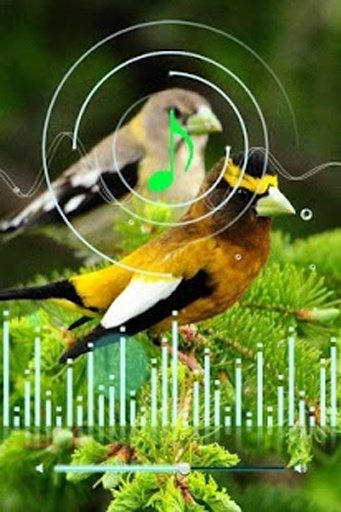 Birds Sounds Ringtone截图2