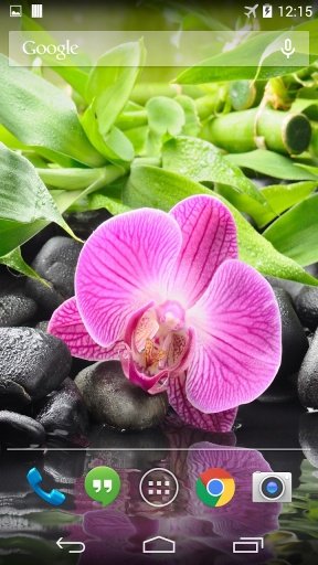 Orchid Flower Live Wallpaper截图1