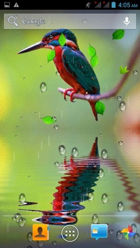 Bird Reflection Live Wallpaper截图4