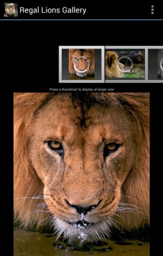 Regal Lions Gallery Wallpapers截图8