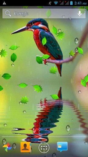 Bird Reflection Live Wallpaper截图3