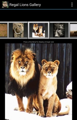 Regal Lions Gallery Wallpapers截图2