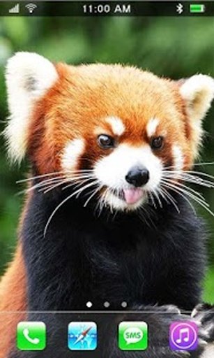 Red Panda live wallpaper截图1