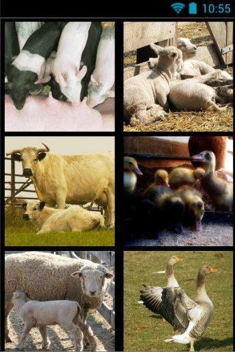 farm animal frenzy截图3