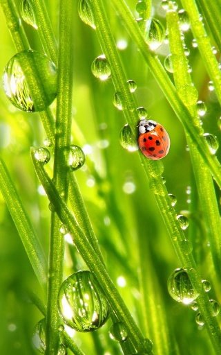 Ladybug Live Wallpaper截图1