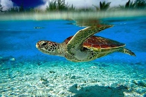 Turtle Wallpaper截图3