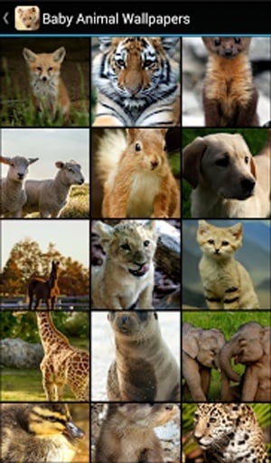 Baby Animal Wallpapers截图1