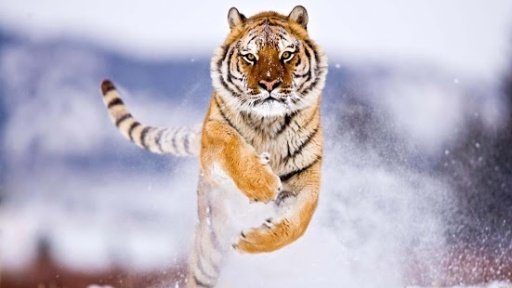 Tiger HD wallpaper截图6