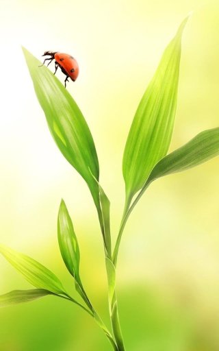 Ladybug Live Wallpaper截图3