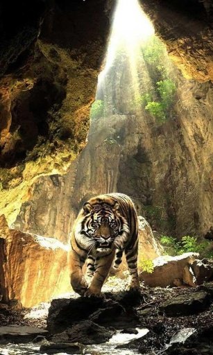 Tigers Sounds live wallpaper截图6