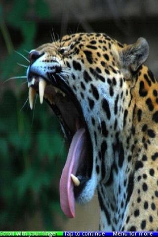 Animals Yawning 2 FREE截图2