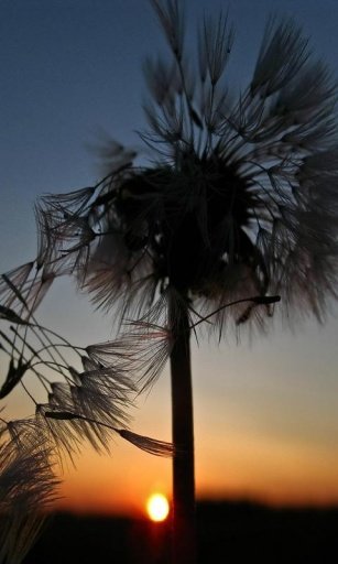 Dandelion Wallpaper截图1