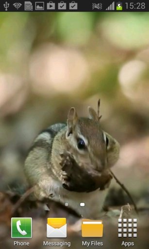 Chipmunk Video Wallpaper截图4