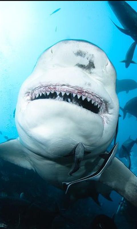 Sharks HD Pictures截图1