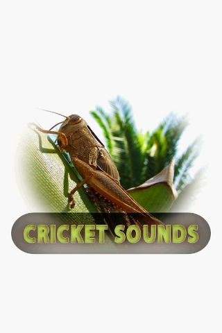蟋蟀的声音截图1