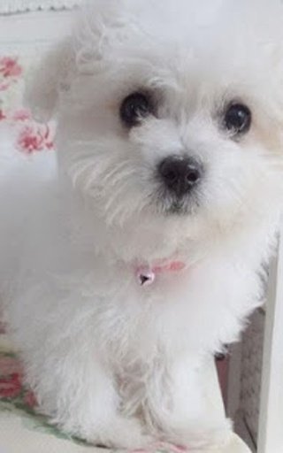 Maltipoo Cute Dog Wallpapers截图1