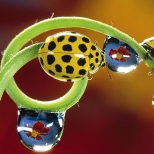 Insects jigsaw puzzles截图1