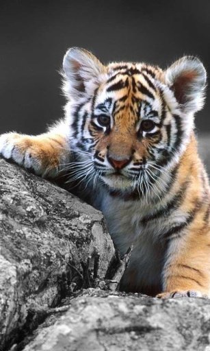 Tigers Sounds live wallpaper截图5