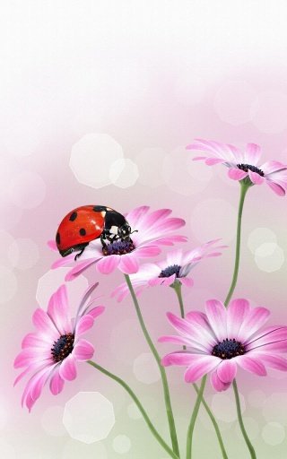 Ladybug Live Wallpaper截图6