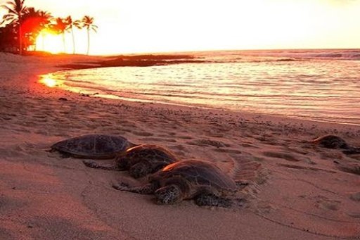 Turtle Wallpaper截图2