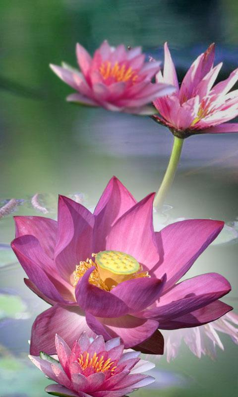 Lotus Flower LiveWall截图3