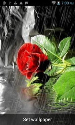 Rose And Rain Romantic HD LWP截图1