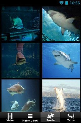 The Amazing Shark截图3