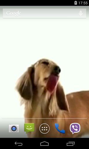 Dog Licks Screen Video LWP截图1