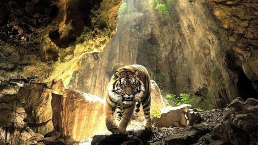 Tigers Live Wallpaper截图7