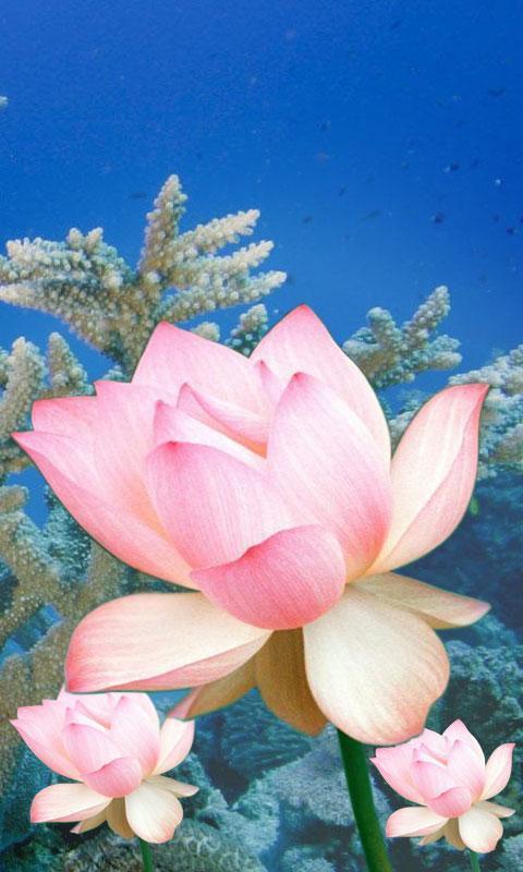 Lotus Flower LiveWall截图6