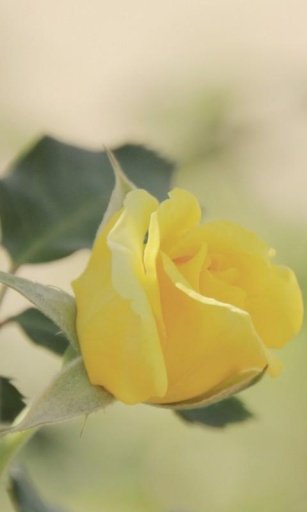 Soft Yellow Rose Ripples Live Wallpaper截图1